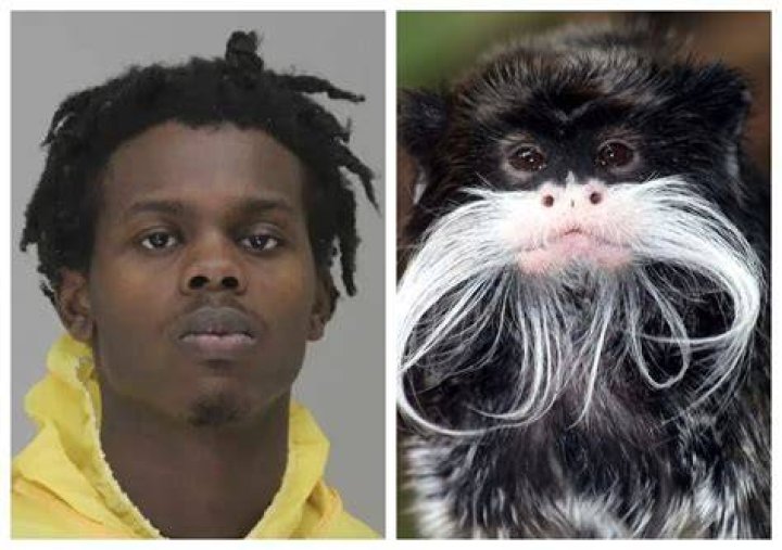 
What are the charges against Davion Irvin? Dallas zoo thief reportedly vowed to steal more animals 
