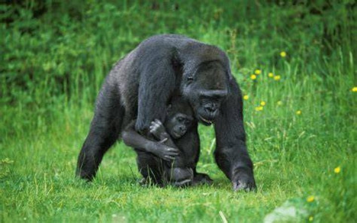 Who are Glorillas Parents? Glorilla Biography, Parents Name, Nationality and More