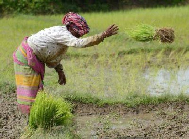 
With target of 191L metric tonnes, paddy procurement begins in Punjab 